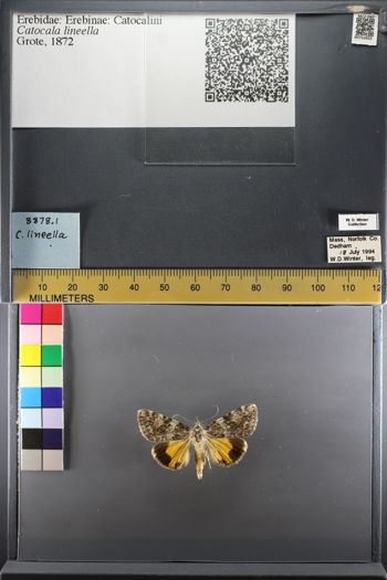 Media type: image;   Entomology 753933